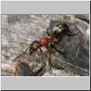 Formica -Serviformica- sanguinea - Blutrote Raubameise 31b 9mm.jpg